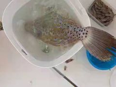 -小猫钓鱼海钓俱乐部(椰梦长廊店)