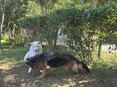 -爪吧宠物乐园 (温榆河示范区店)