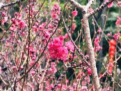 -桃花涧