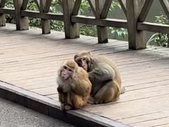 -黔灵山公园