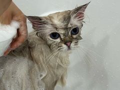 -爱洗澡的猫(天河路店)