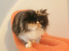 -More Fun猫咖 二十只万元加菲主题
