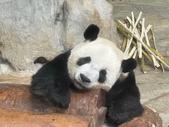-海南热带野生动植物园