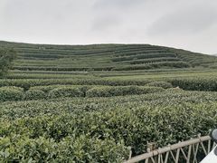 -听风阁农家私房菜茶楼(龙坞店)