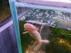 -上海大自然野生昆虫馆(东方明珠·爬宠昆虫探索中心)