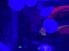 -芜湖新华联大白鲸海洋公园