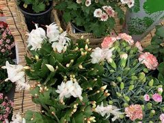 -秦美花卉(天朗·莱茵小城2期店)