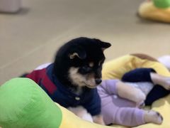 -逗柴咖啡屋·狗咖猫咖宠物桌游