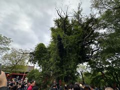 -大槐树寻根祭祖园