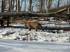 -北京野生动物园