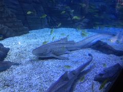 -烟台海昌鲸鲨海洋公园