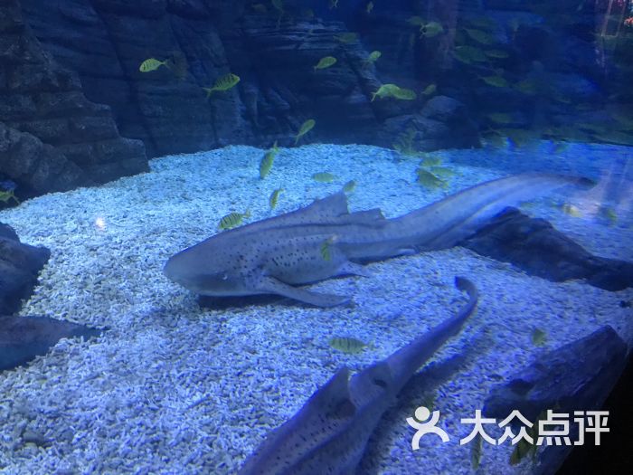 煙臺海昌鯨鯊海洋公園圖片 - 第8張