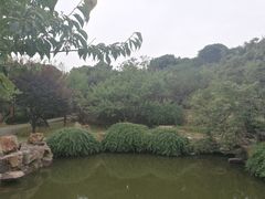-香雪海