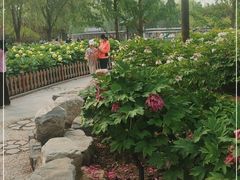 -莲花池公园