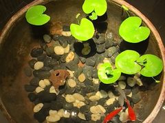 -曲水兰亭(北京四惠店)