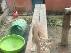 -青藏高原野生动物园
