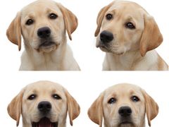 -北京赛佳动物医院