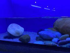 -上海海洋水族馆