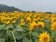 -径山花海