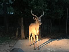 -清迈夜间动物园