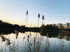 -大兴滨河森林公园