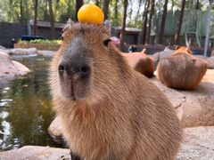 -北京野生动物园