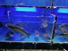 -姜君·千岛湖鱼头馆(浦东大道店)