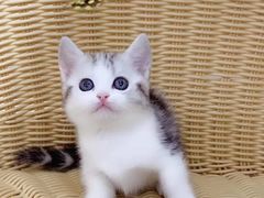 -翊宠yipet猫狗购宠庄园犬舍•猫舍