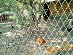 -呼吸森林·生态农庄农家乐私房菜