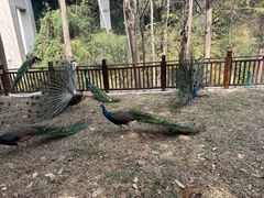 -西双版纳原始森林公园