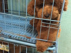 -萌萌喵宠物(百水芊城阅水坊店)