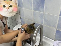 -老吴的猫·猫舍(新区店)