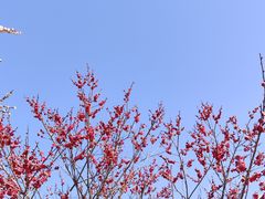 -无锡梅园公园