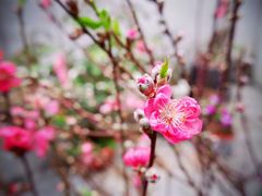 -小西家作(富力爱丁堡店)