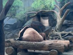 -都江堰中华大熊猫苑