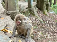 -黔灵山公园