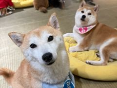 -逗柴咖啡屋·狗咖猫咖宠物桌游