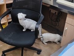 -瑞派名望24h动物医院异宠专科·猫专科·骨科·重症监护分院