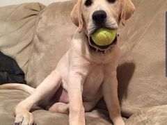 -瑞鹏动物医院宠美康(扬子江路分院)