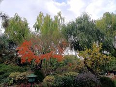 -秋霞圃