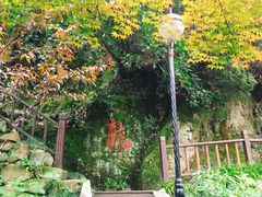 -十八棵（老龙井）御茶园(老龙井店)