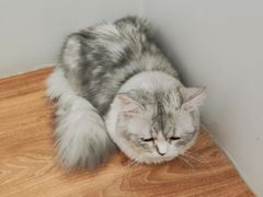 -COLOR PETS 撸猫馆·购猫·猫咖(长风大悦城店)