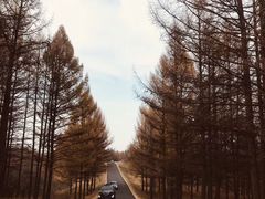 -塞罕坝国家级自然保护区