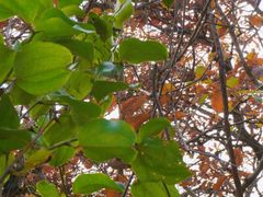 -宁波市保国寺古建筑博物馆