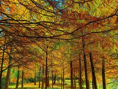 -上海海湾国家森林公园