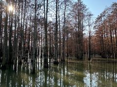 -池杉湖湿地公园