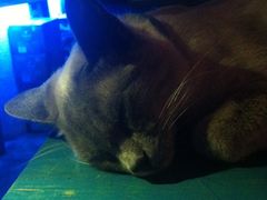 猫猫-Sirena海妖日咖夜酒