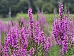 -黑龙江省森林植物园