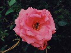 -紫海香堤香草艺术庄园