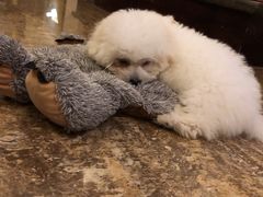 -仁华宠物医院(青羊店)